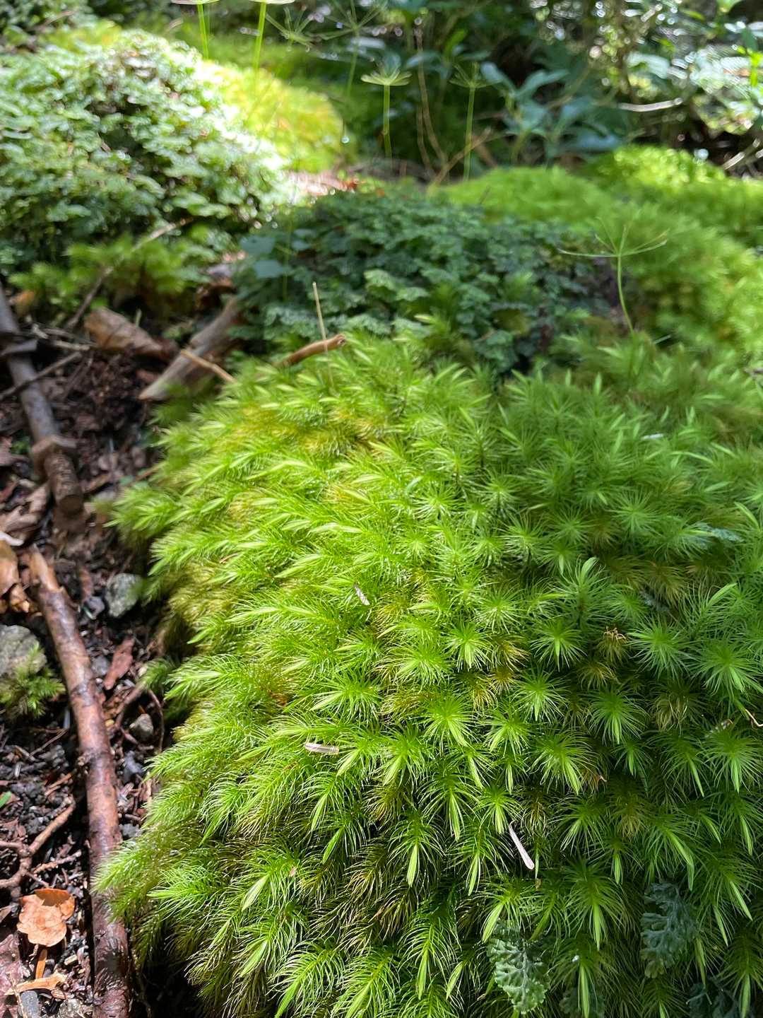 苔好きにはたまらんでしょう