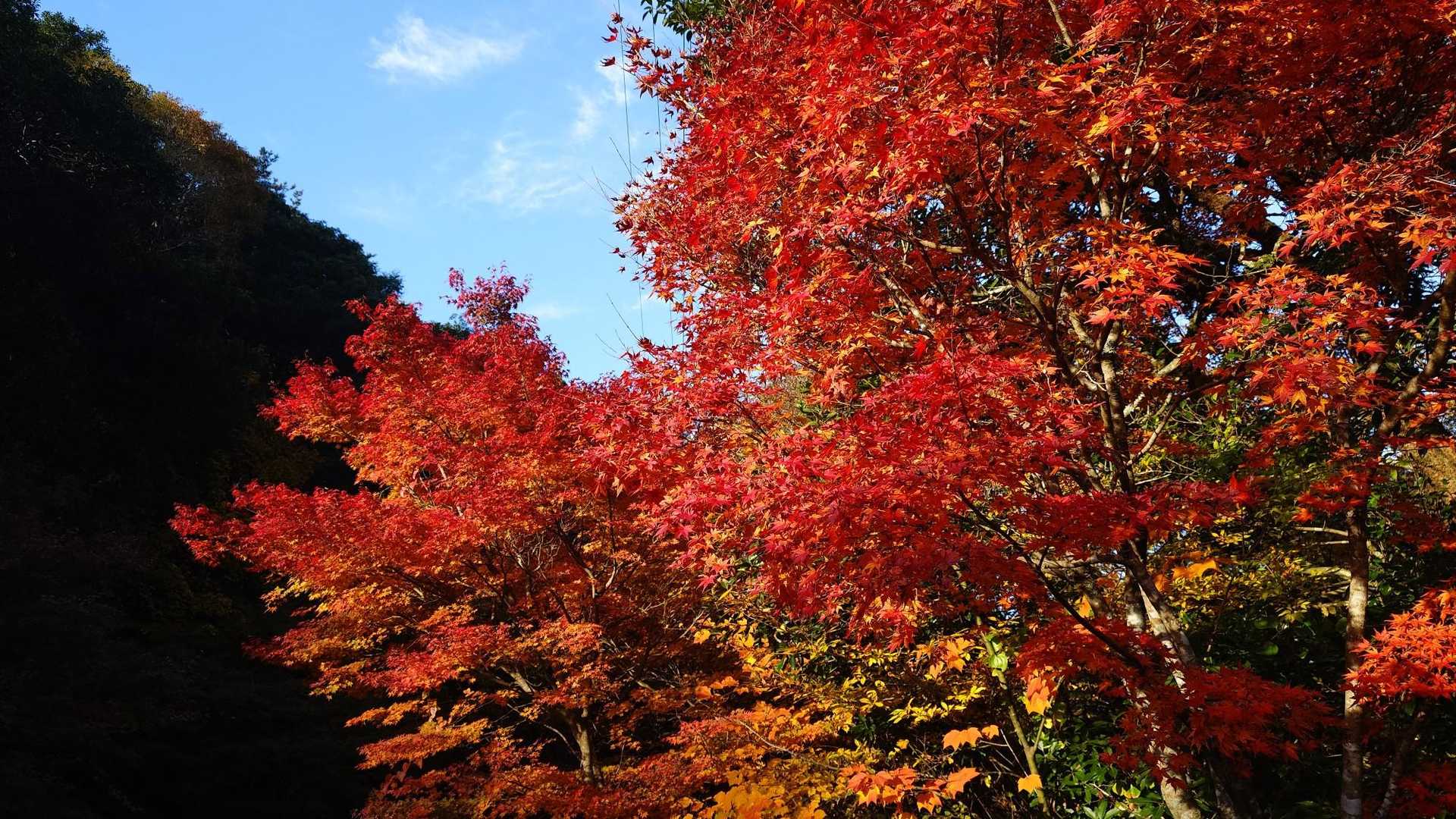 駐車場直ぐの紅葉🍁