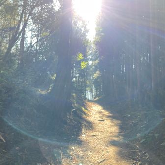 逆光ですが、もののけ姫に出てきそうな雰囲気の道でした🌳
