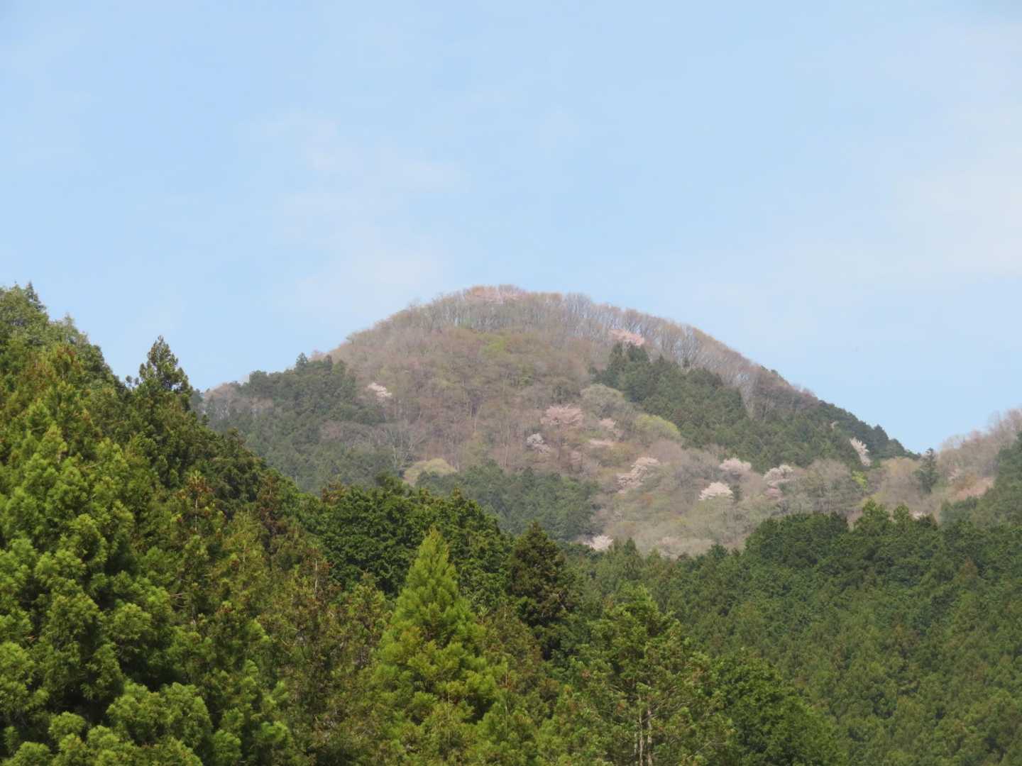 名郷P手前で山桜咲く古御岳
今年もアカヤシオとイワウチワそしてカタクリを楽しめて満足でした。
見て頂きありがとうございました。