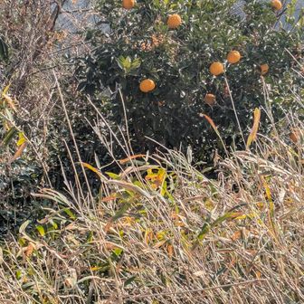 山頂の夏みかん