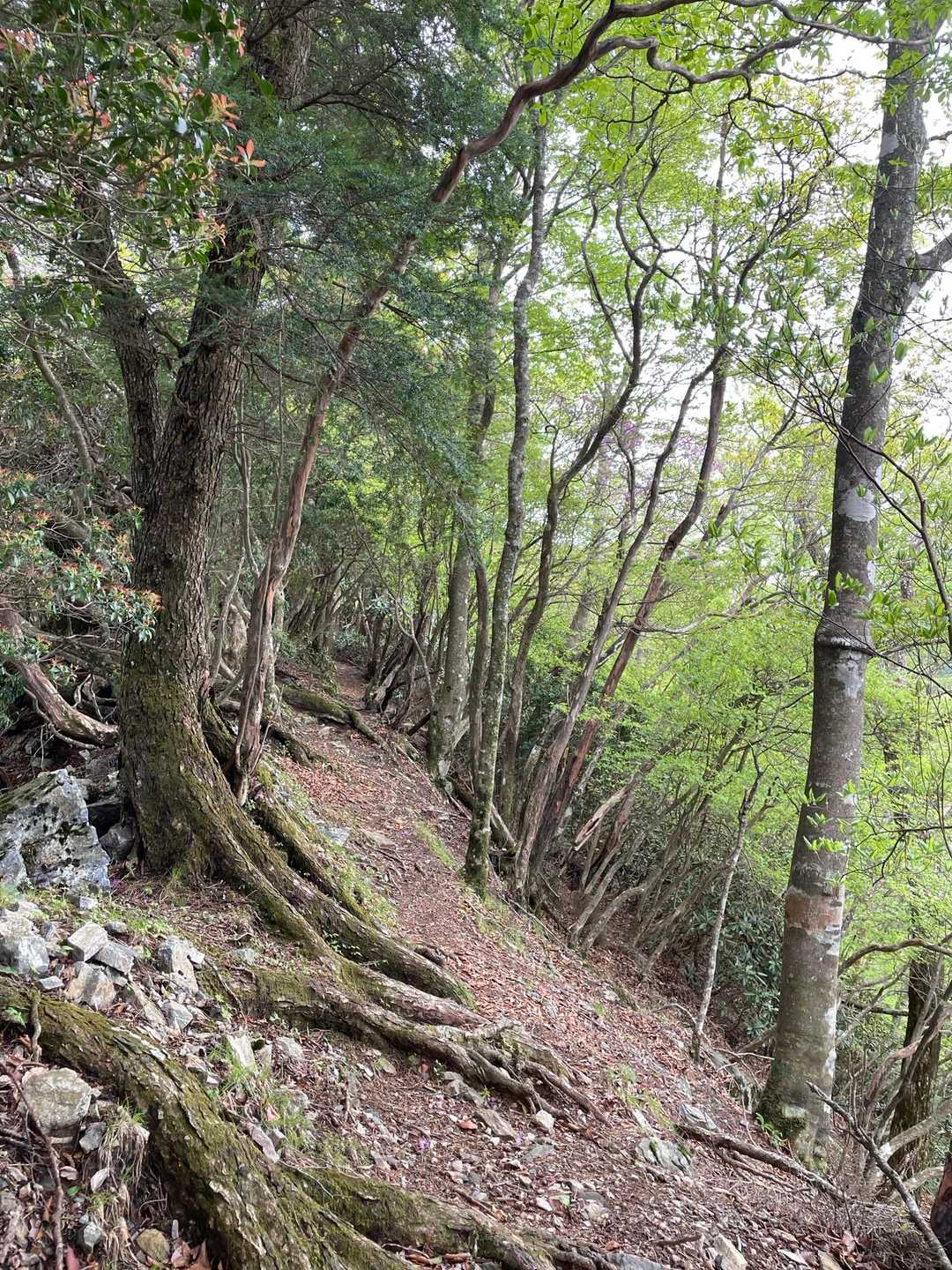 緩やかな尾根を歩くと