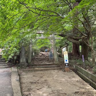 登山口。木の根だらけで歩きにくい。