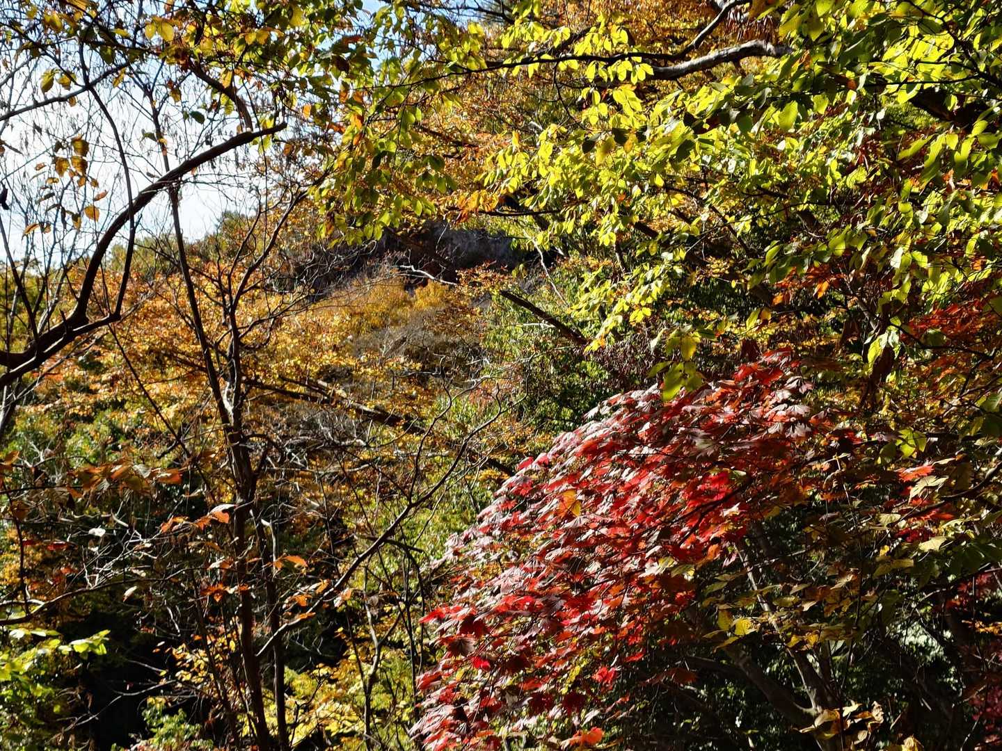 紅葉🍁