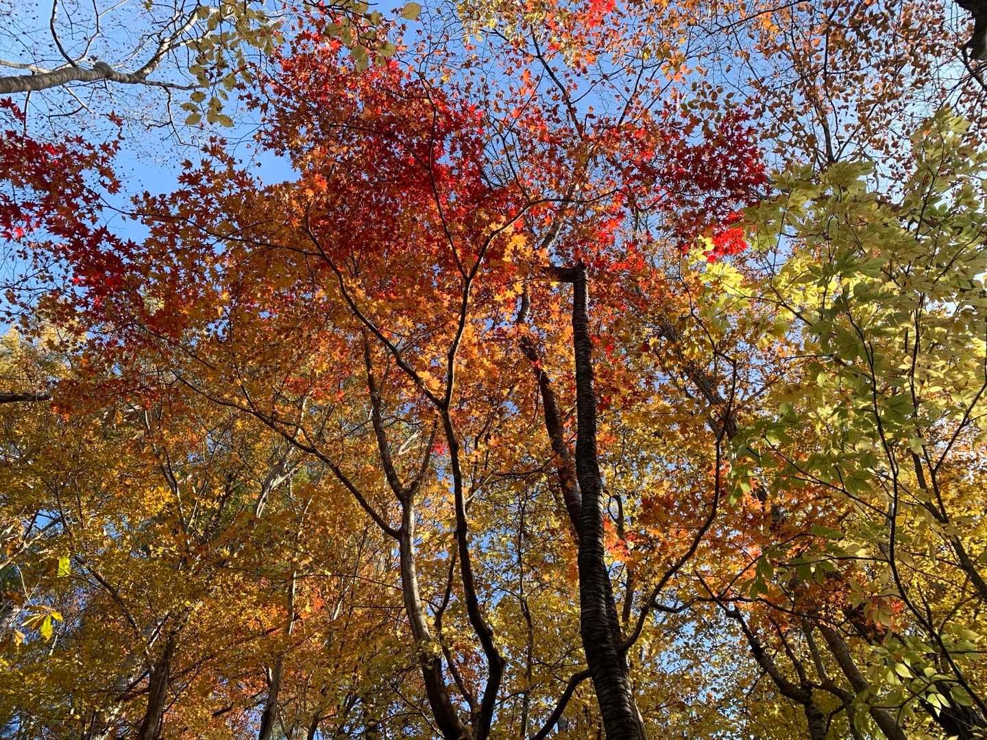 もみじが紅葉していて華やか✨
黄色💛オレンジ🧡赤❤️ 
そして青い空🩵
みんなそれぞれいい役割☺️