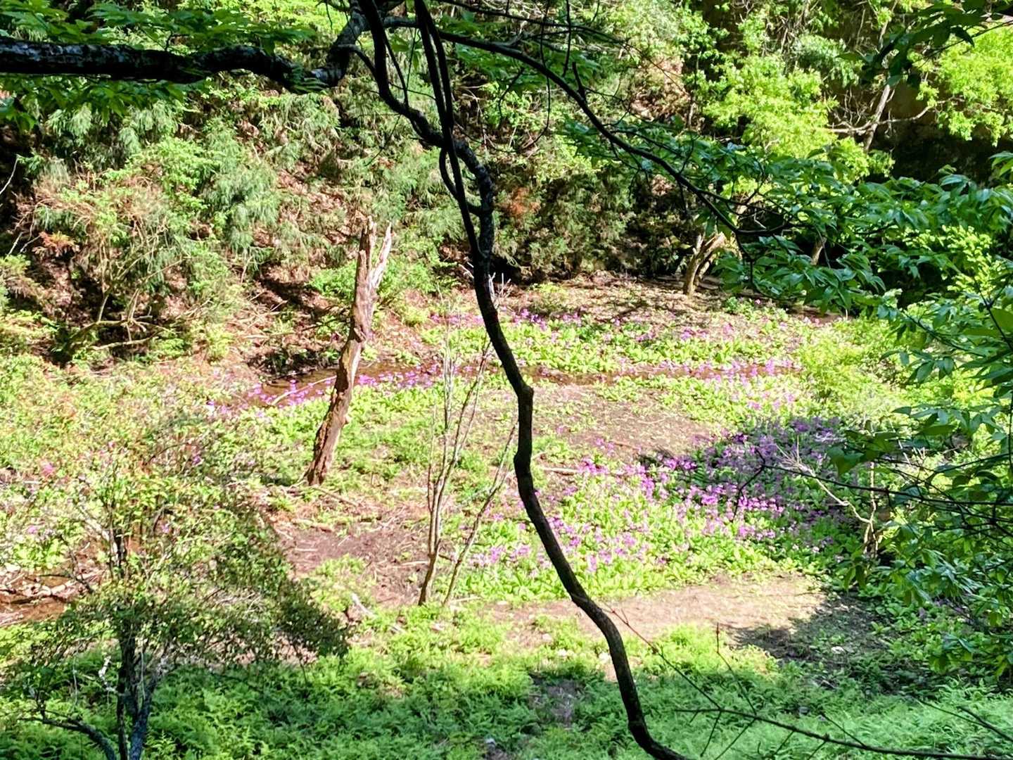 クリンソウの群生地ありました