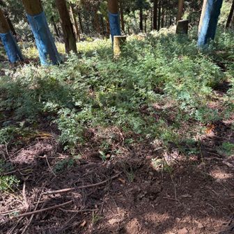 九十九折り…カラマツソウが群生してます
下山道続いてますが行き過ぎ注意⚠️の表示標有ります❗️