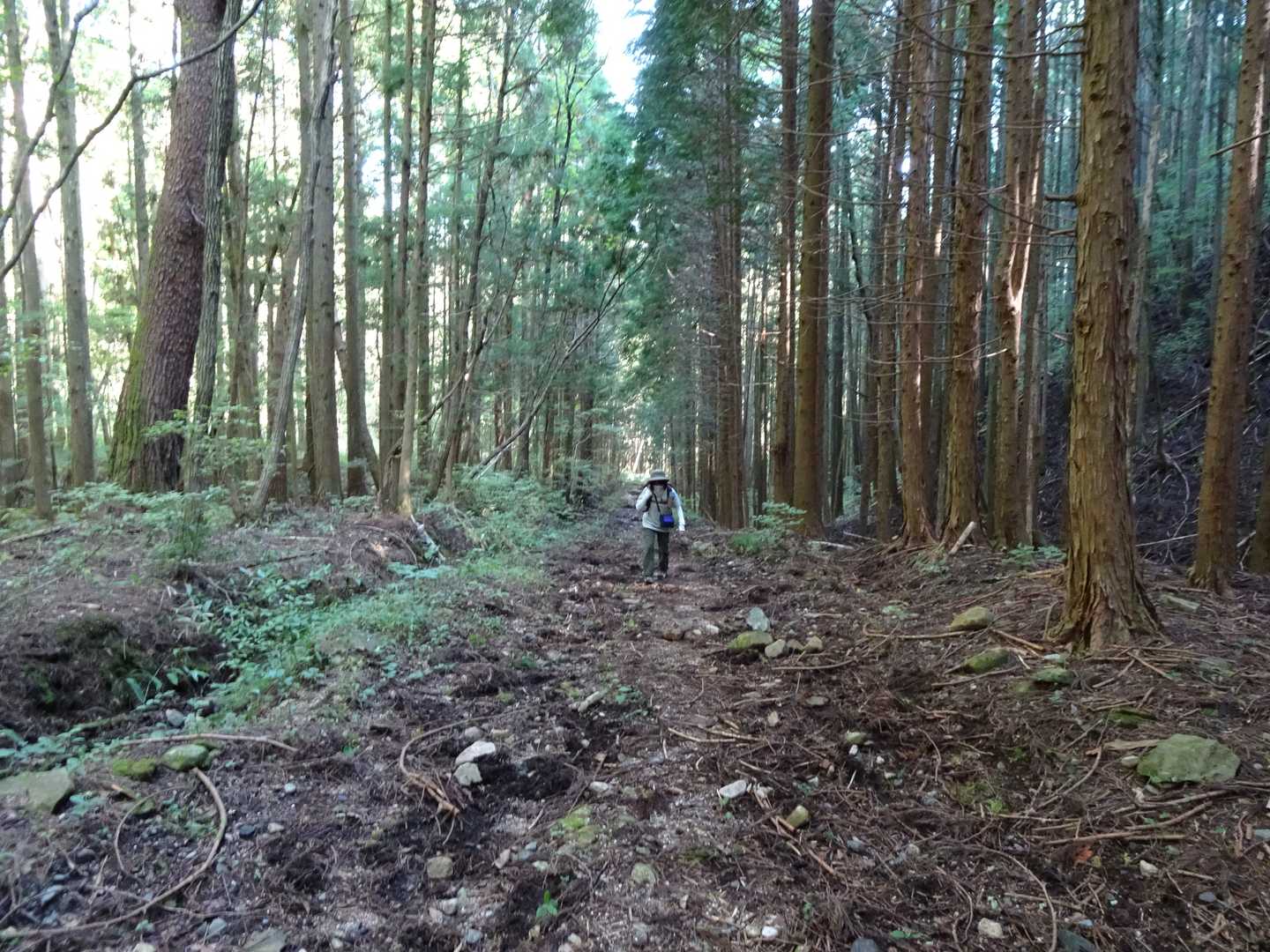 やっと道には小石がなくなり歩き易くなりました