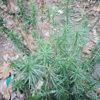 ここを下りグランドに出たら急に土砂降りで一気にずぶ濡れ💦