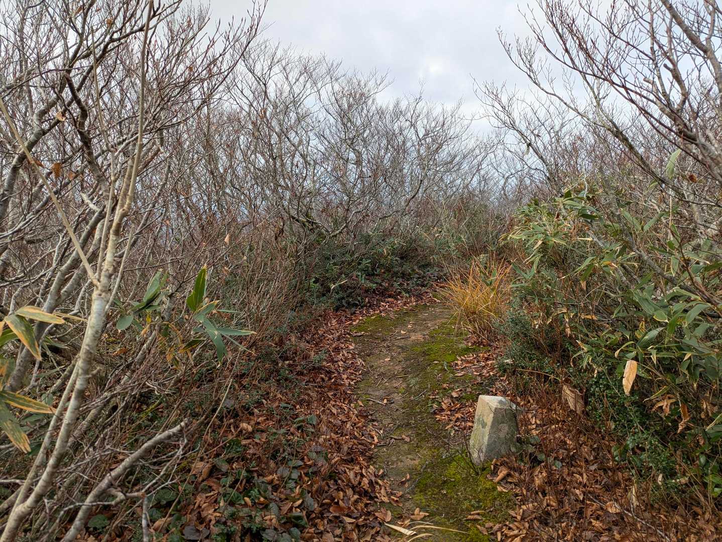 平坦な三五郎山通過