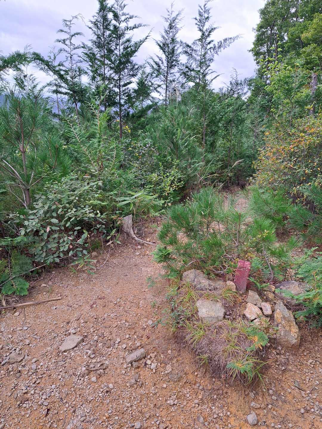 宇都宮市森林公園駐車場登山口-手岡峠-長倉山 周回コースの写真