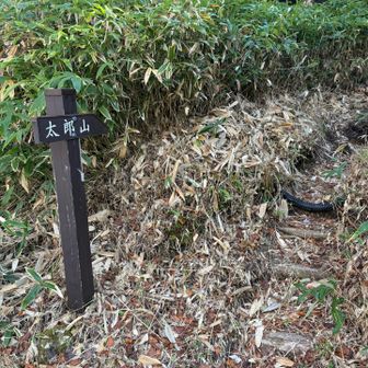 5分歩いてここから登山コースはじまり