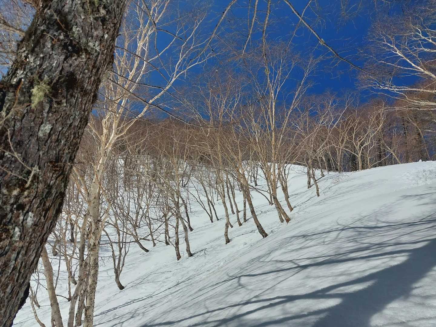 でもこの辺りは気持ちえー登り〜