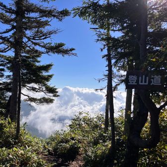 朝日に照らされた登山道。木々の向こうに広がる雲海に足を止めてしまいました。