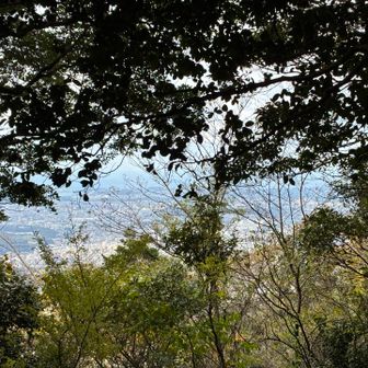 木々の隙間から景色が見えます