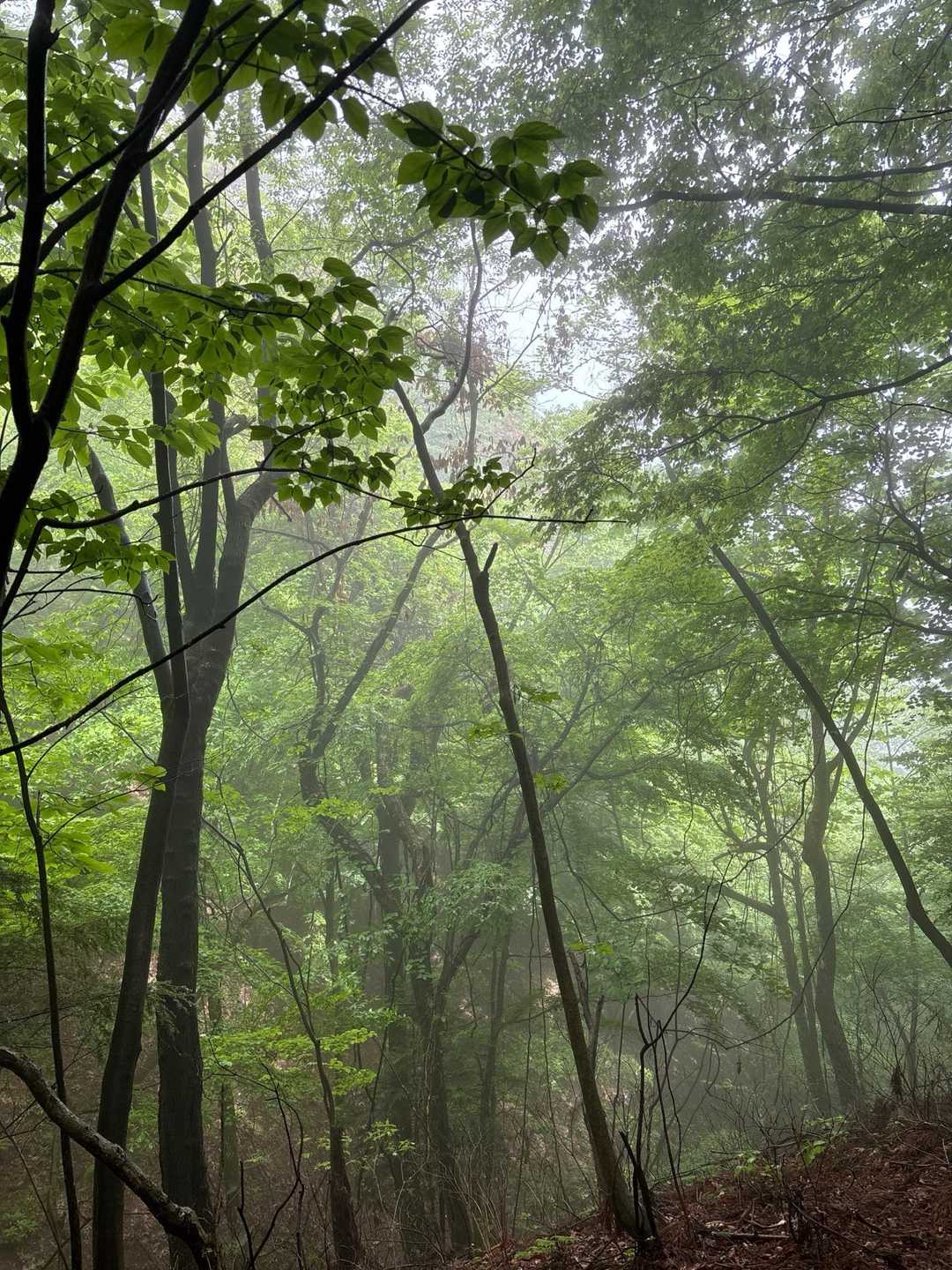 少し神秘的です
天狗が本当に出てきそうです