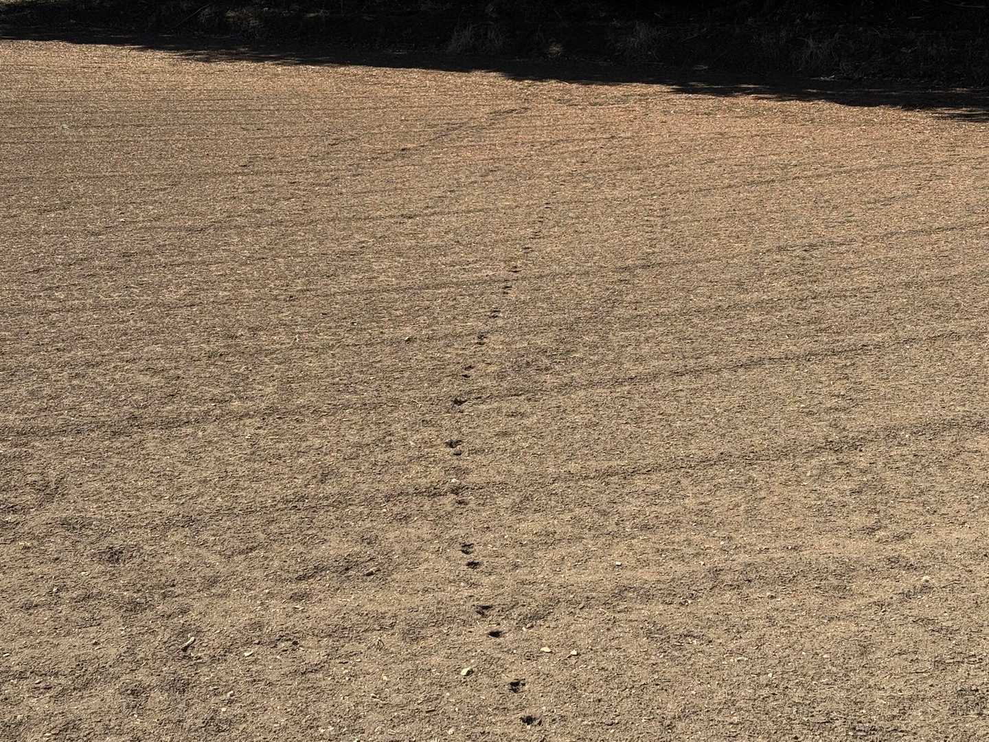 誰の足跡🐾