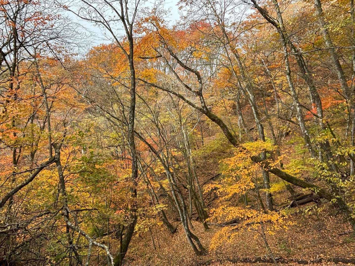 紅葉🍁良い👍