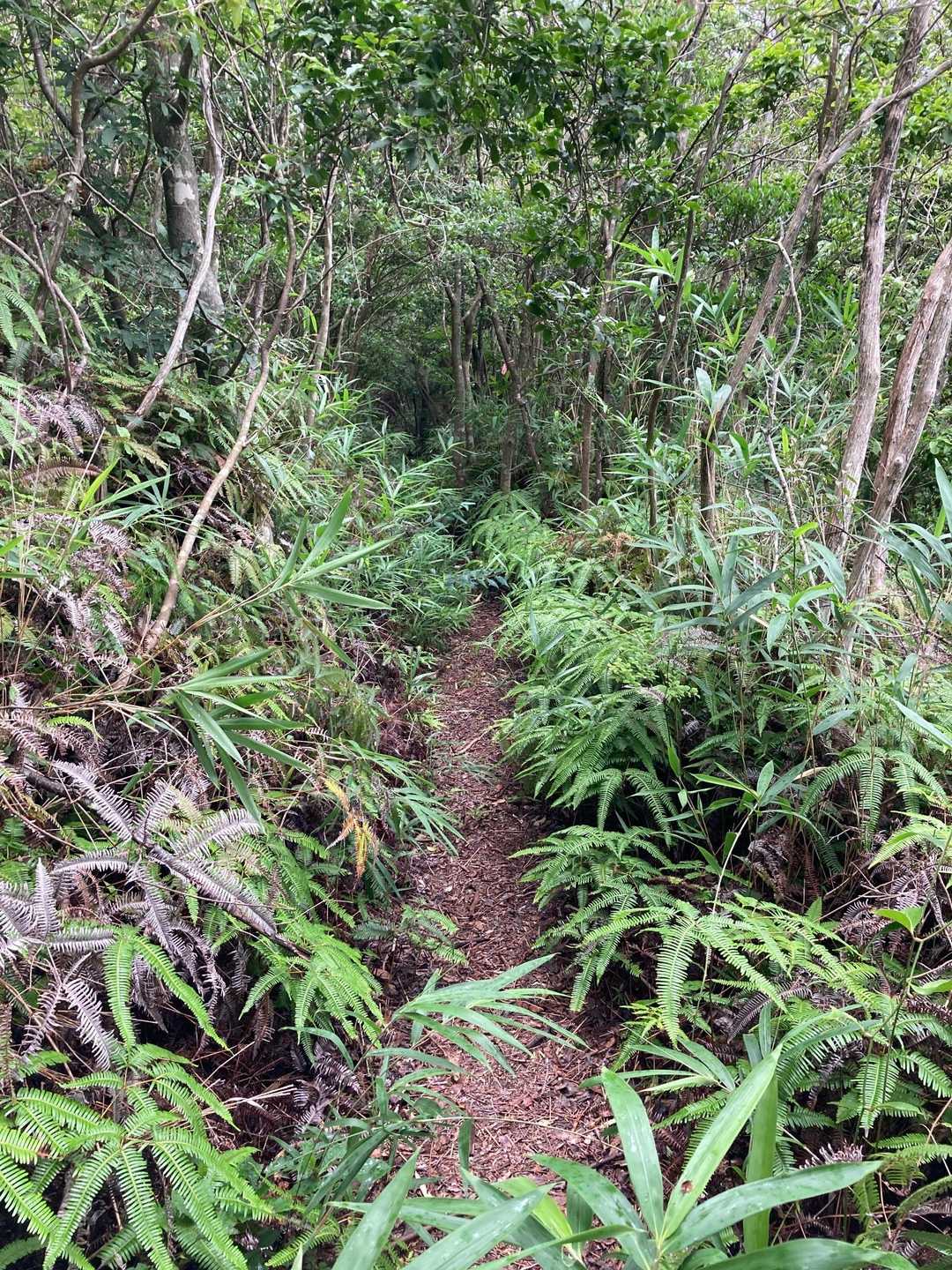 夏草が茂って、、