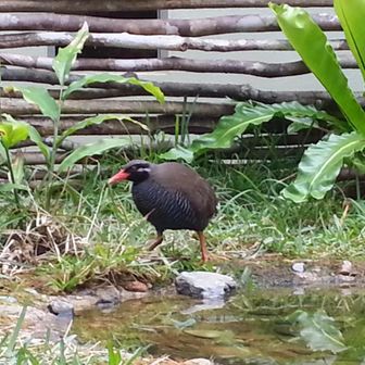 ゲッチュウチョコボ