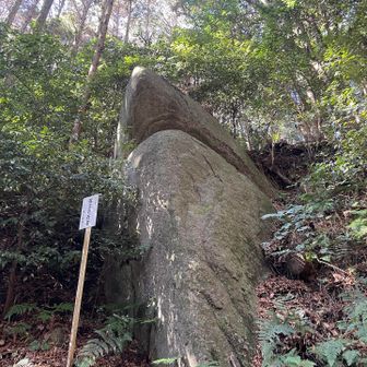 まんまジョーズ！