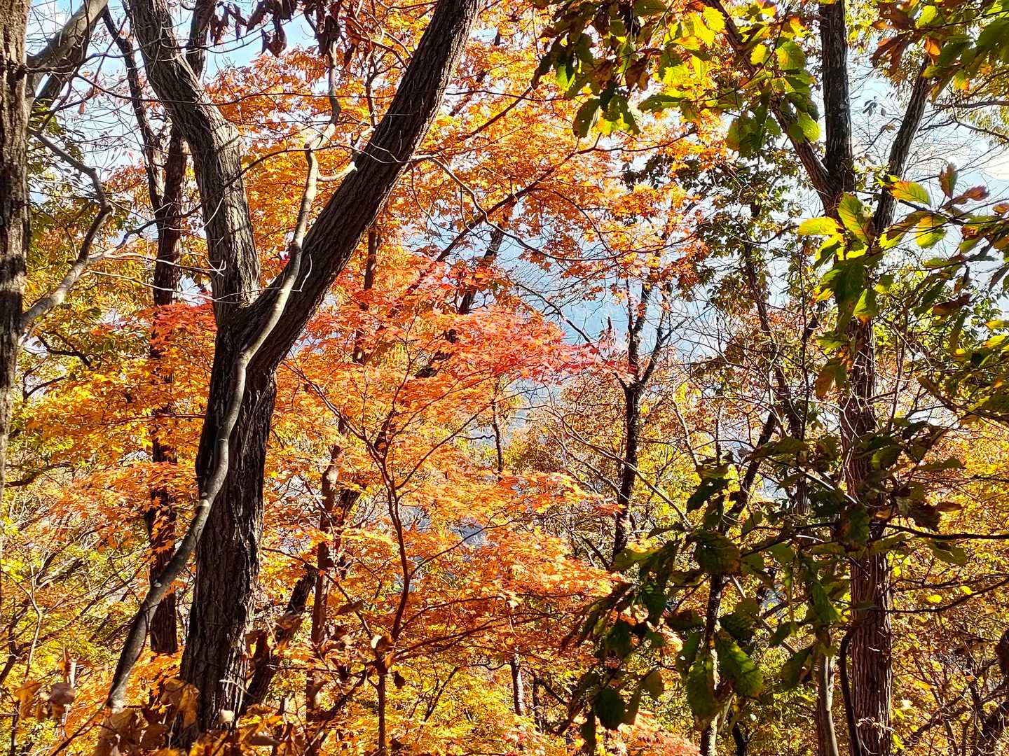美しい紅葉を見ることができました✌