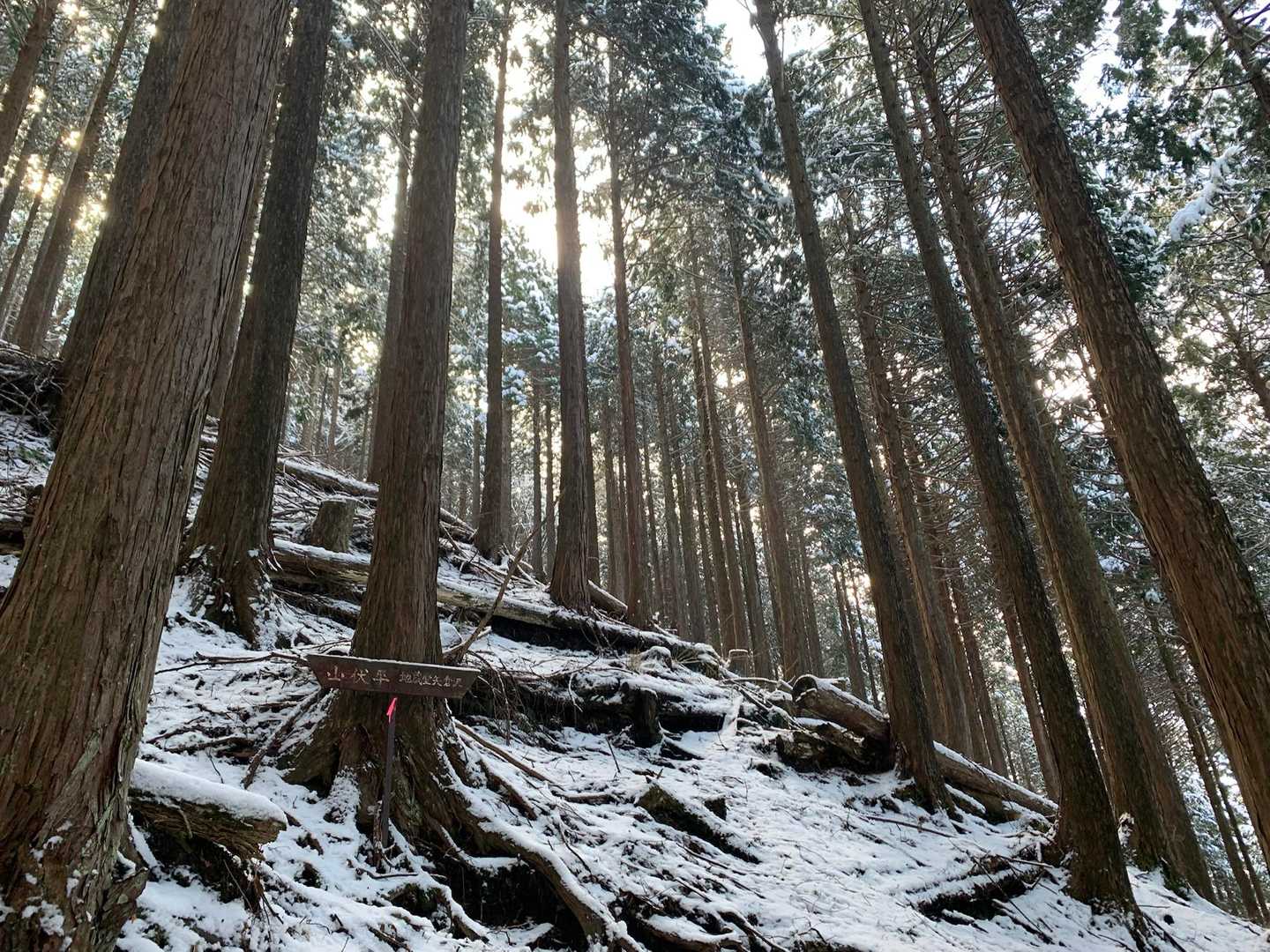 樹林帯は木に積もった雪がお日様に溶かされて、雨のように落ちてくる💧

1ミリくらいの雨が降っている体感…たまにドバっと雪のかたまりが落ちてくる😢