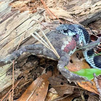 🐍＜🐸旨し！
かわいいヤマカガシ発見！こいつは黒めの個体でかっこよい。蛇は個体ごとに色が違って面白い。
ヤマカガシの毒はヒキガエルの毒を溜めたものなのです。
なんと、マムシの3倍！
🐍＜メシのジャマすんな！