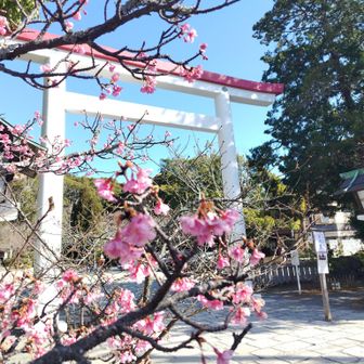 降りてきて鎌倉宮
河津桜が咲いてました🌸