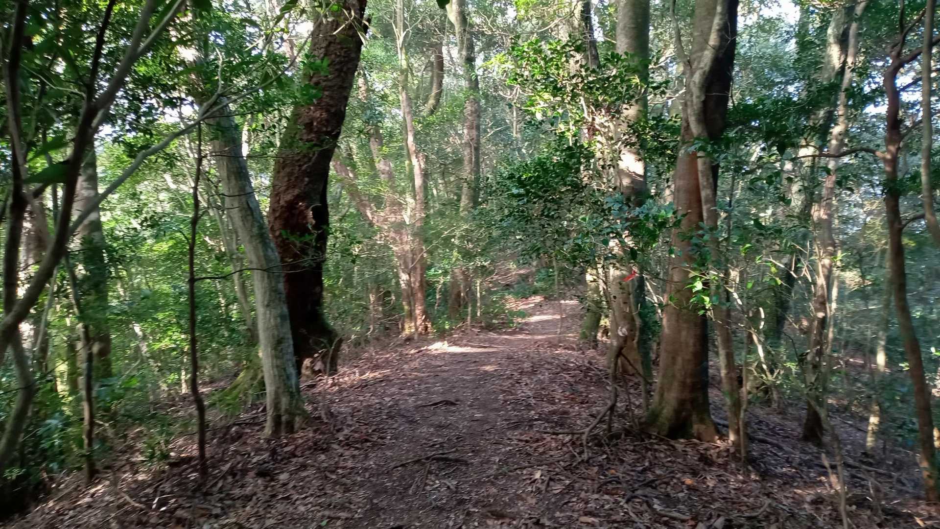 荒平山-丸目岳 周回コースの写真