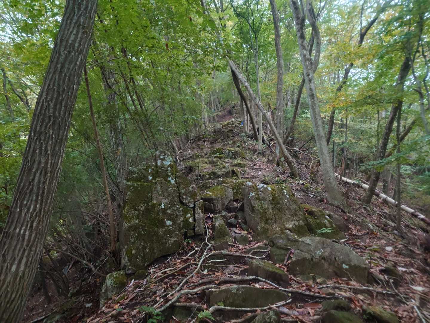 森林浴🌲