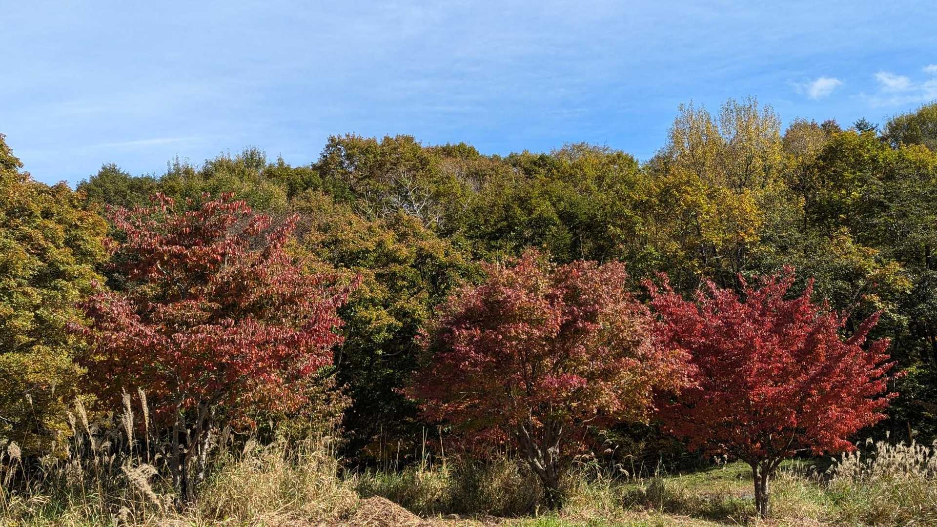 紅葉もチラホラ🍂