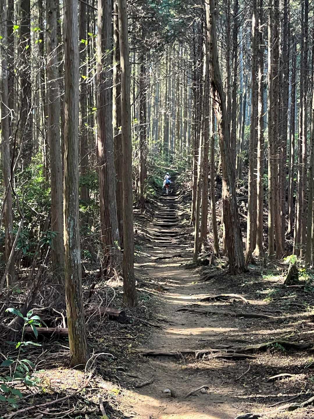 また階段登りだけど、ダイトレは整備されていて歩きやすいです