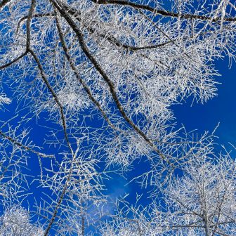 何回も撮っちゃう📸
青い空に樹氷が付いた枝が映えるね✨