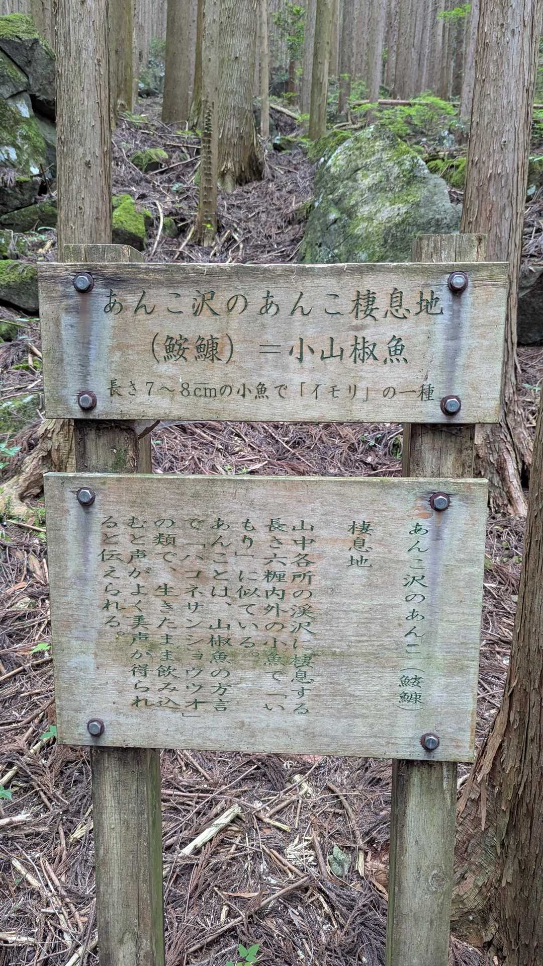 生きたまま飲み込む、美声になるみたい