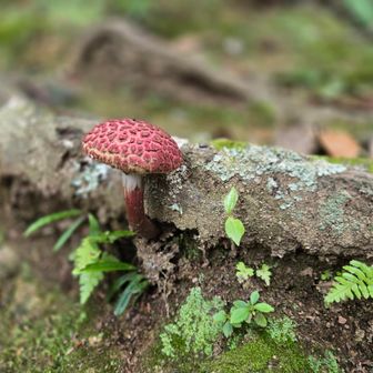 なんか絵になるキノコ🍄