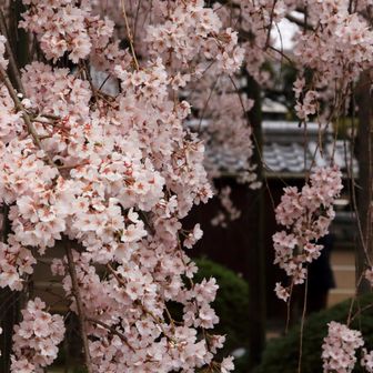 県内でもかなり早い専称寺のしだれ桜
にぎわっていました