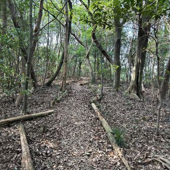 気持ちの良いルート🙆