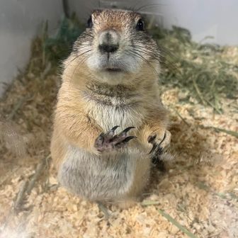 にゅうと