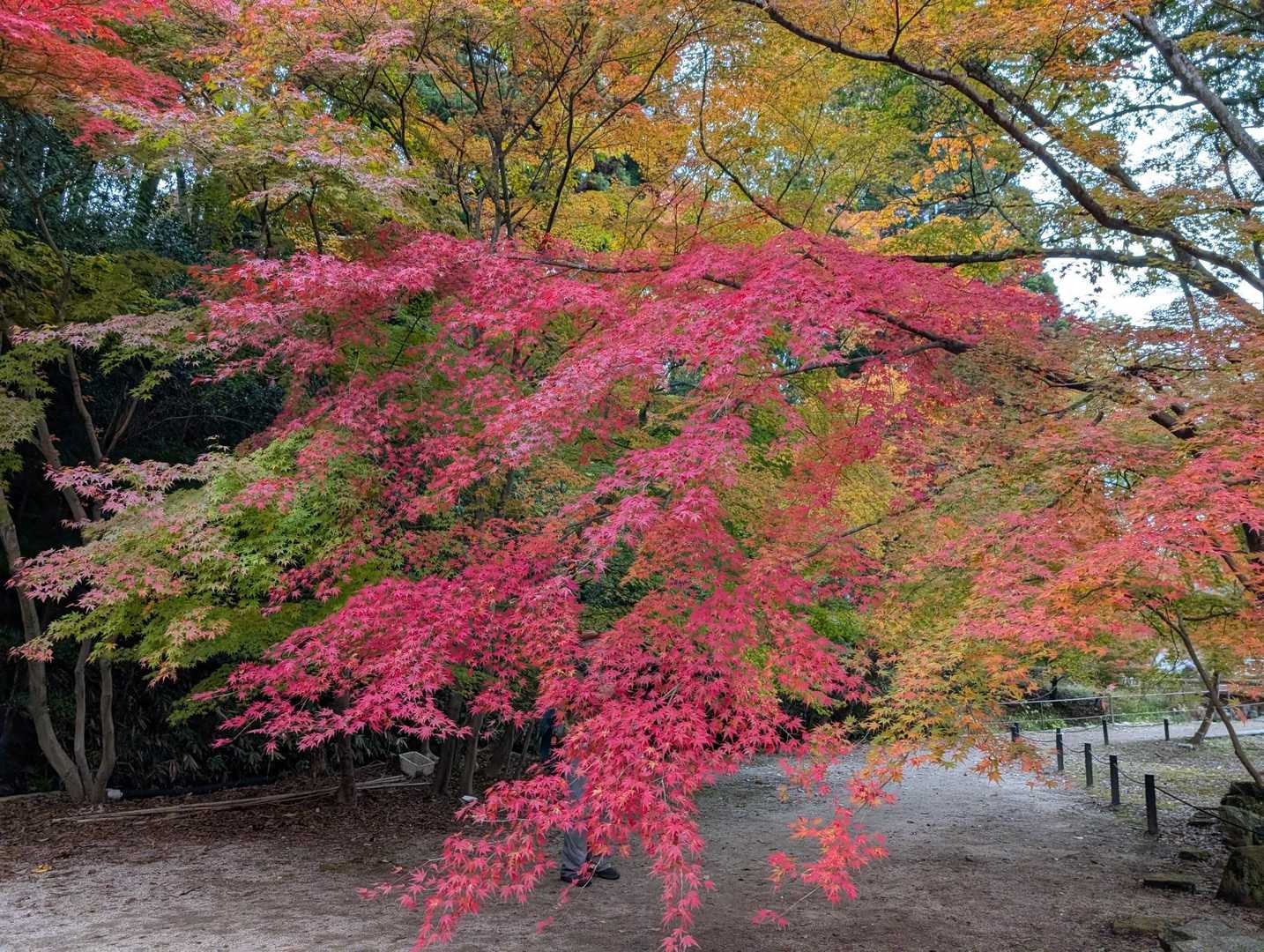 曽良山登山口-曽良山 往復コースの写真