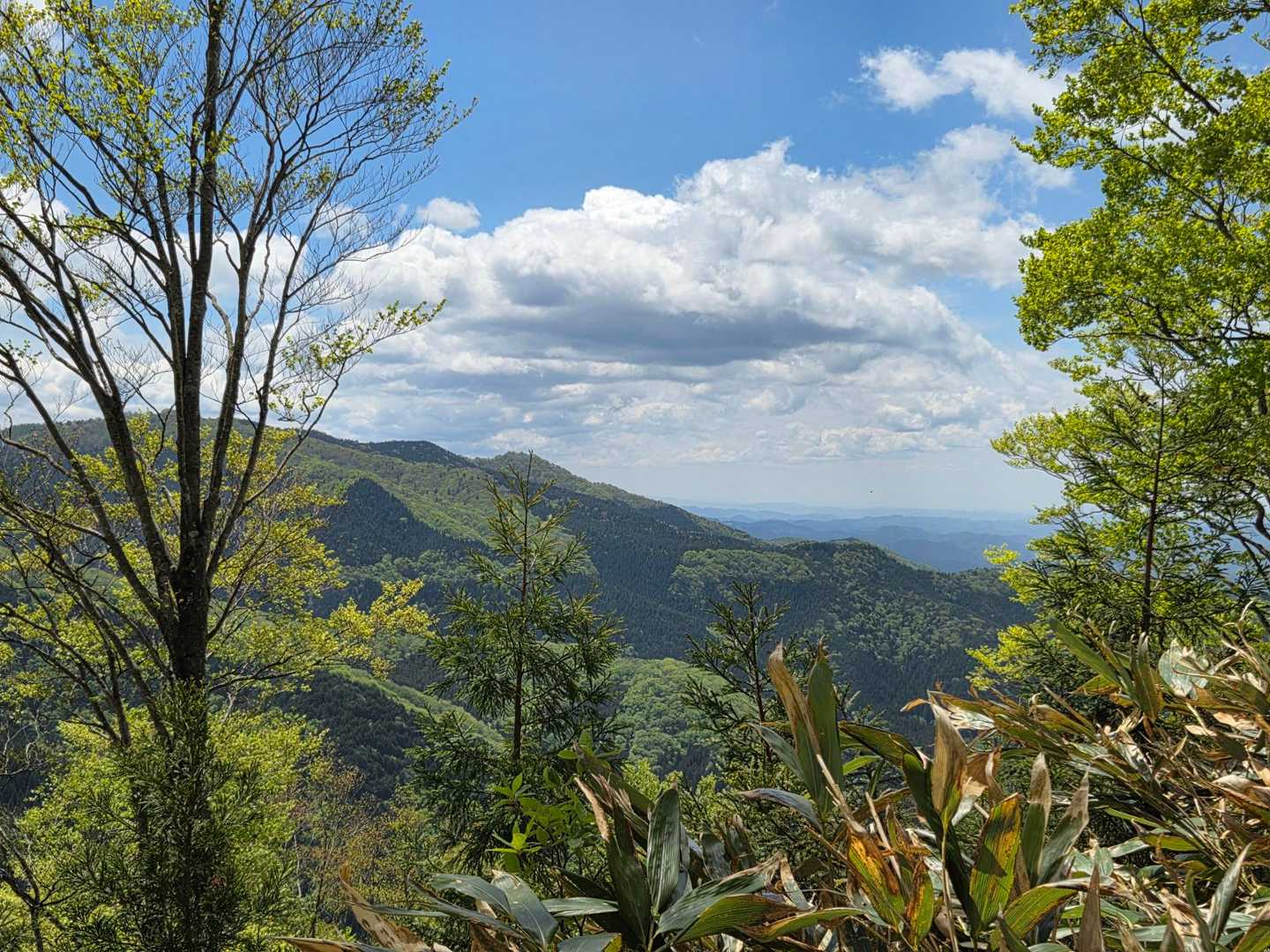白尾山登山口-白尾山 往復コースの写真