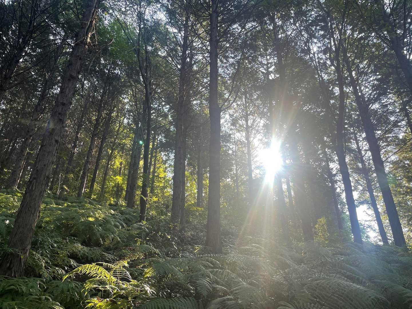 弥勒山登山口-大谷山 往復コースの写真