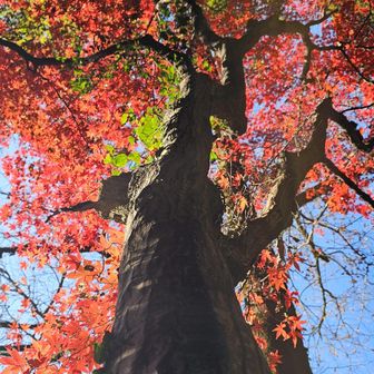 帰り際に見上げた一本のもみじ🍁
もうすこし楽しめそう😊

さあ、帰ろう
ありがとうございました🍀