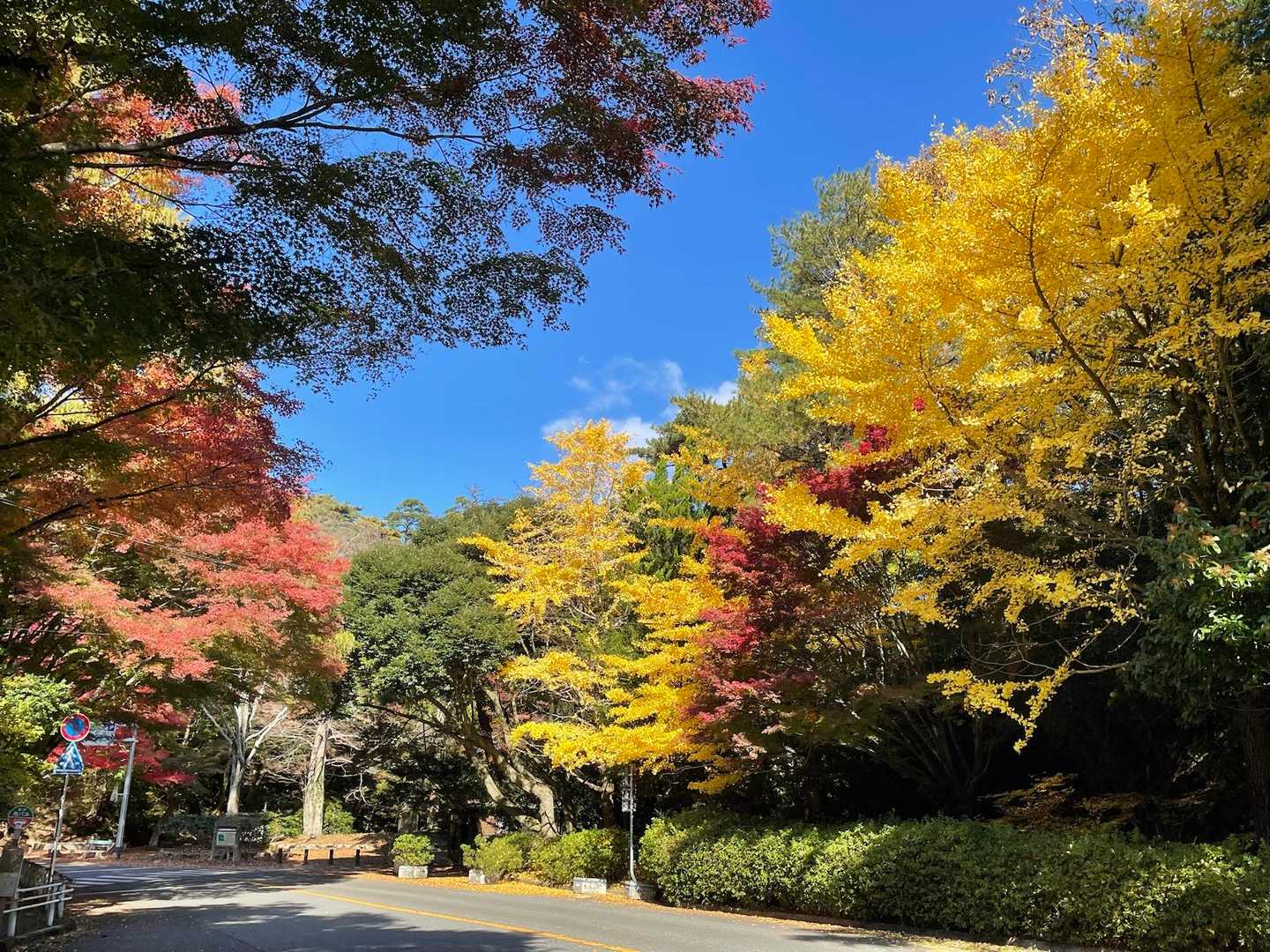 植物園の西門辺りの銀杏が綺麗💛