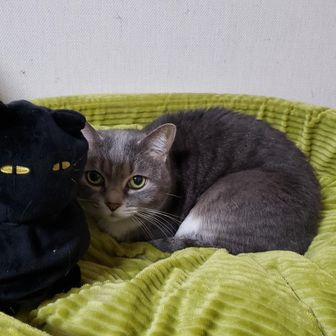 あや