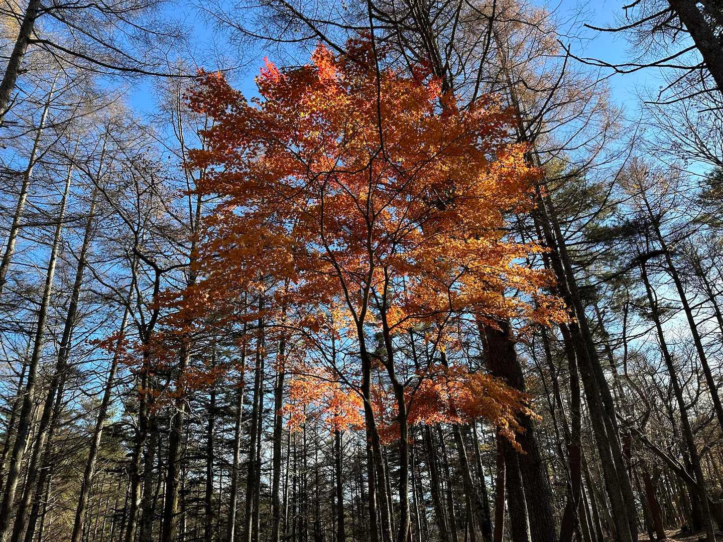 紅葉を見上げる。