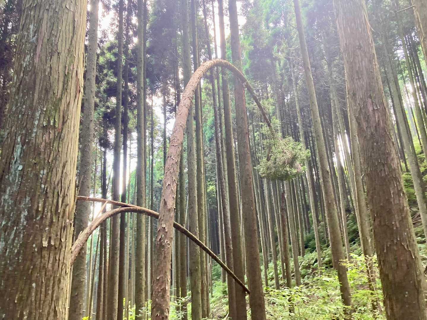 ん？　あちこちに、折れずに曲がっている樹
どうして曲る？？