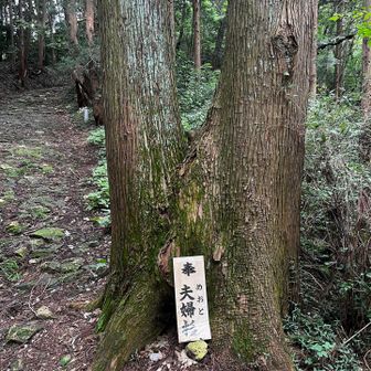 夫婦杉🫶🌲🌲 
この先にも同じネーミングの
夫婦杉があります🤣