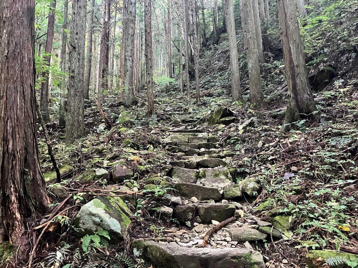 株杉ゾーンを過ぎると