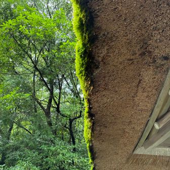 苔むした藁屋根